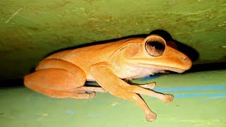 Beautiful Night A Handsome Golden Tree Frog I Found Last Night With Bug Beetles A Lots | Bug Beetles