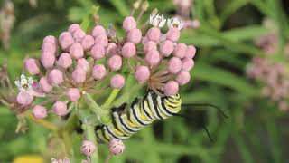 Butterfly's - 7 - 001.09 MVI 4206