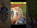 भगवान श्री कृष्णा और गौ माता की अनोखी कहानी #story #krishna #sanatandharma #hindumythology