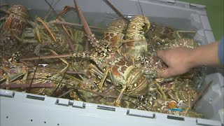 Facing South Florida: The Business of Lobster Part 2