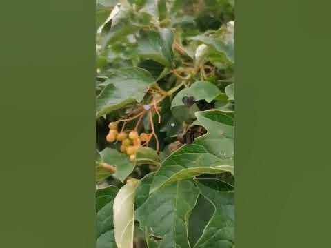 прикол дня - YouTube
