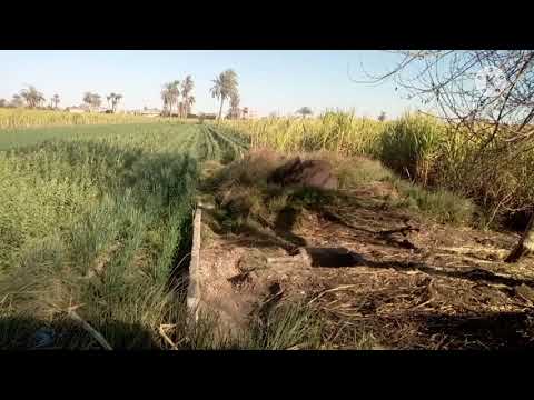 الساقية القديمه وجمال الطبيعة 