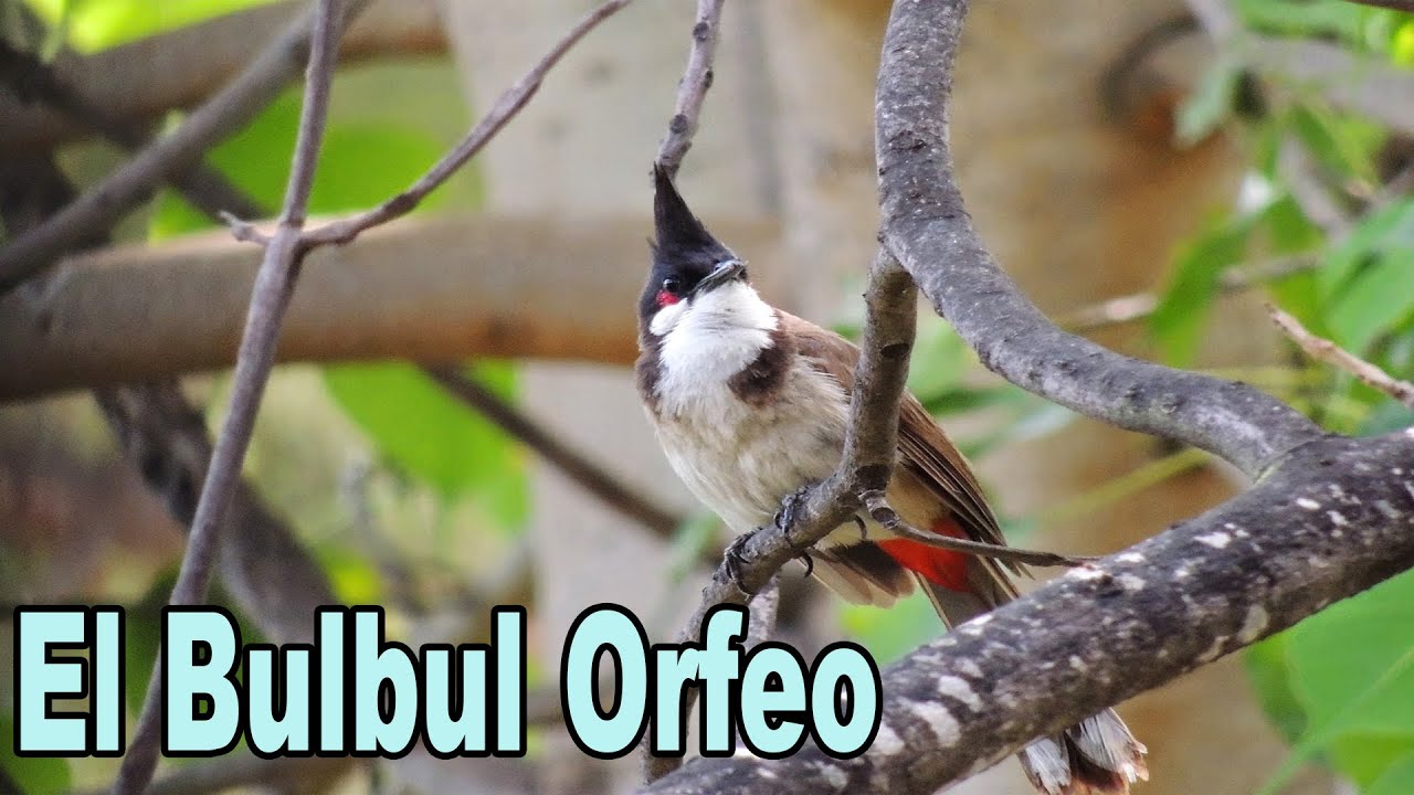 Bulbul Orfeo (Pycnonotus jocosus) naturaleza definicion