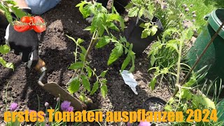 Tomatenanbau im #chilichallenge2024 Jahr Teil 02: erstes Tomaten Auspflanzen