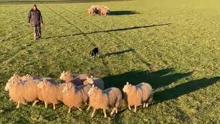 Lot 28: Preseli Rob - 7.2.24 - Farmers Marts Dolgellau online Sheepdog Auction
