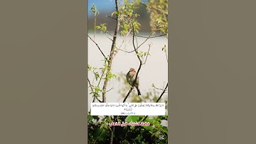 الصلاة على النبي  #يوم_الجمعة #النبي_صلى_الله_عليه_وسلم #ترند #اكسبلور #قرآن #الكهف #سورة_الكهف