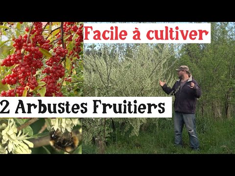 2 Fruitiers Sympathiques ! Le Goumi du Japon et l'olivier d'automne.