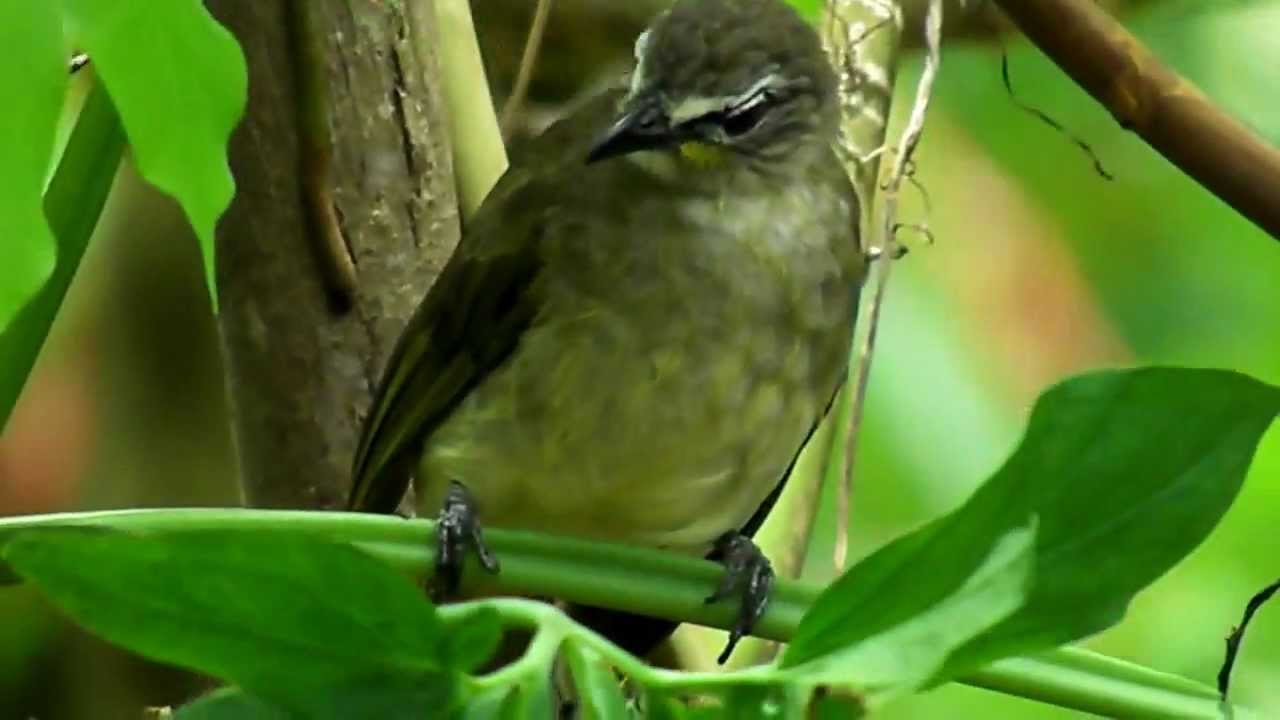 White-browed Bulbul ( Pycnonotus luteolus)