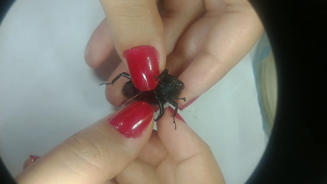 Montagem ordem Coleoptera