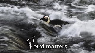 Photography as a Tool of Science – Davide Gaglio &amp; Bird Matters