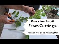 How to grow passionfruit from cuttings water vs seed raising mix
