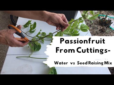 Video: Forplantning af passionsblomst: Sådan formerer du passionsblomster