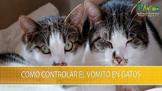 Como Controlar el Vomito en Gatos TvAgro por Juan Gonzalo Angel Restrepo