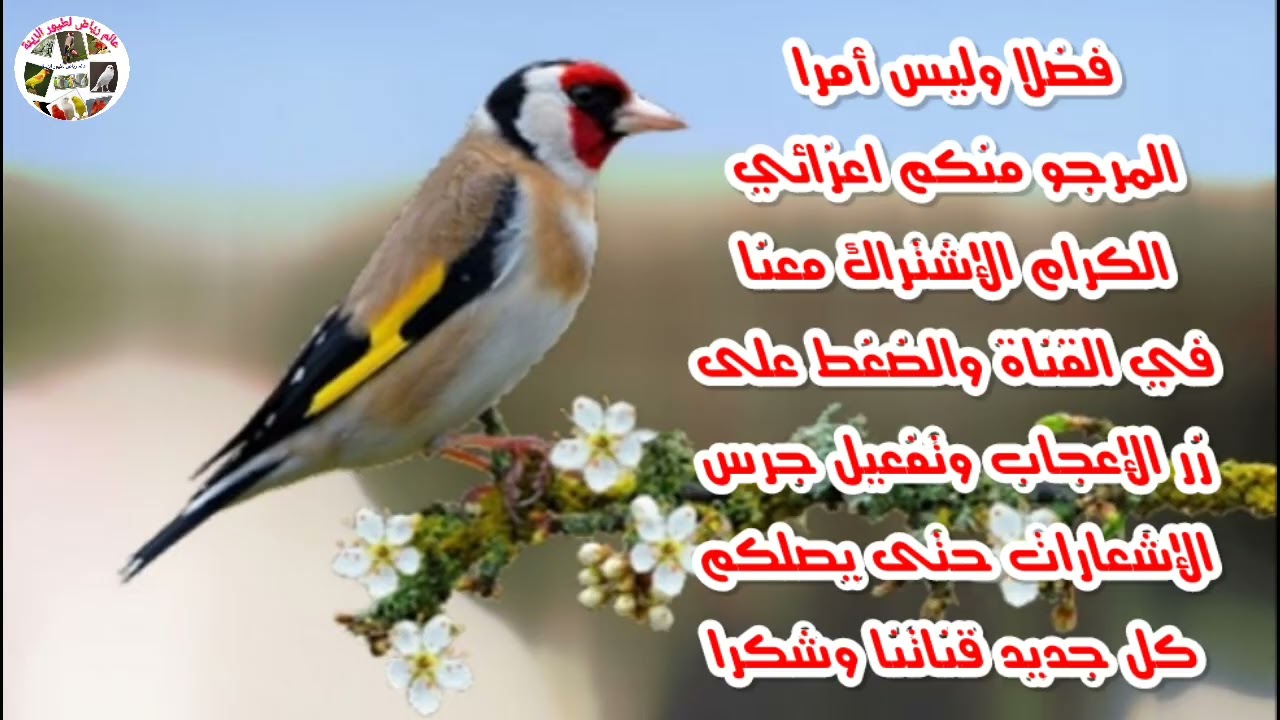 تغريد طائر الحسون غناء نظيف من الاخطاء( موقنين طيواواطي)