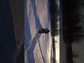 бурлак егерь по глубокому снегу