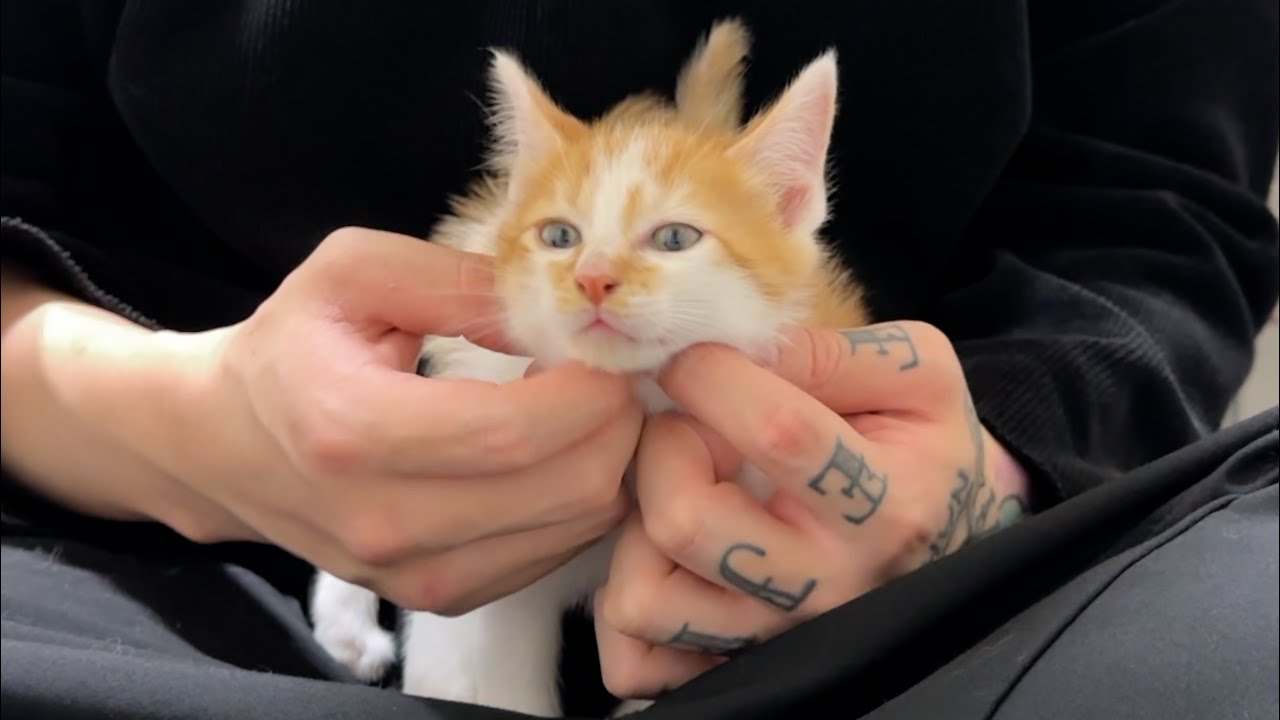 Report] We rescued a 2-month-old kitten. - YouTube