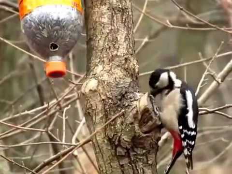 Great spotted woodpecker using tool to open sunflower seeds 