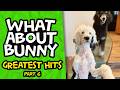 Bunny the "Talking" Dog's Greatest Hits | Part 6