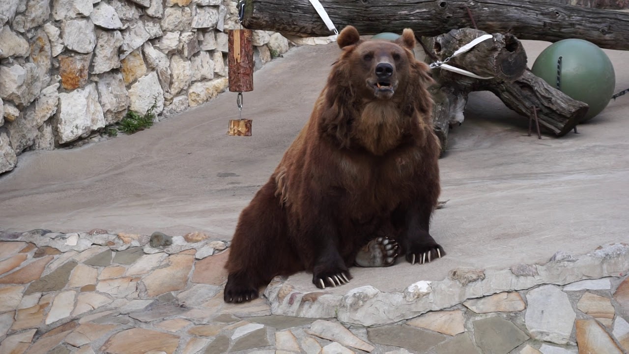 Бурый медведь московского зоопарка. Московский зоопарк бурый медведь.