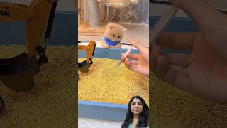 Owner billiyon ko sikhane ke liye Khilauna Laya 💞🐾🥰 #facts #new #trending #latest #viral #short