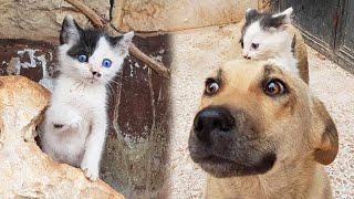 Orphaned Kitten Walked Up To a Dog Who Had Lost Her Puppies And Became Her Cub