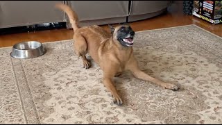 Compilations of my Crazy Malinois