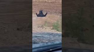 Russia.  the bear washes in a puddle by the road  shorts video