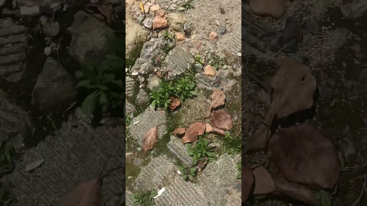 Ground Level View: Gravel, Rocks, and Leaves