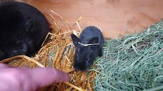 brown and black baby bunnies