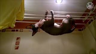 Funny Parkour Cats Video Compilation 2016
