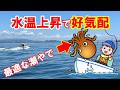 『水温上昇で“完全開幕”』明石タコ&神戸青物が爆発中