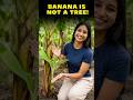 Banana is not a Tree #banana #csirnet #bansalbiology #neet #cuet #csirnetpreparation #csir2026
