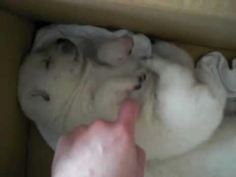 紀州犬子犬をこちょこちょ Youtube 紀州犬子犬をこちょこちょ Youtube