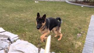 Dog Vs Teuffel Tesla