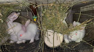 картинка: Щедрий вечір. Вечеря для наших кроликів.. Кролики Панон 🐇🐇🐇 @krolyky_ternopil