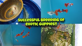 Successful breeding of EXOTIC GUPPIES!!!