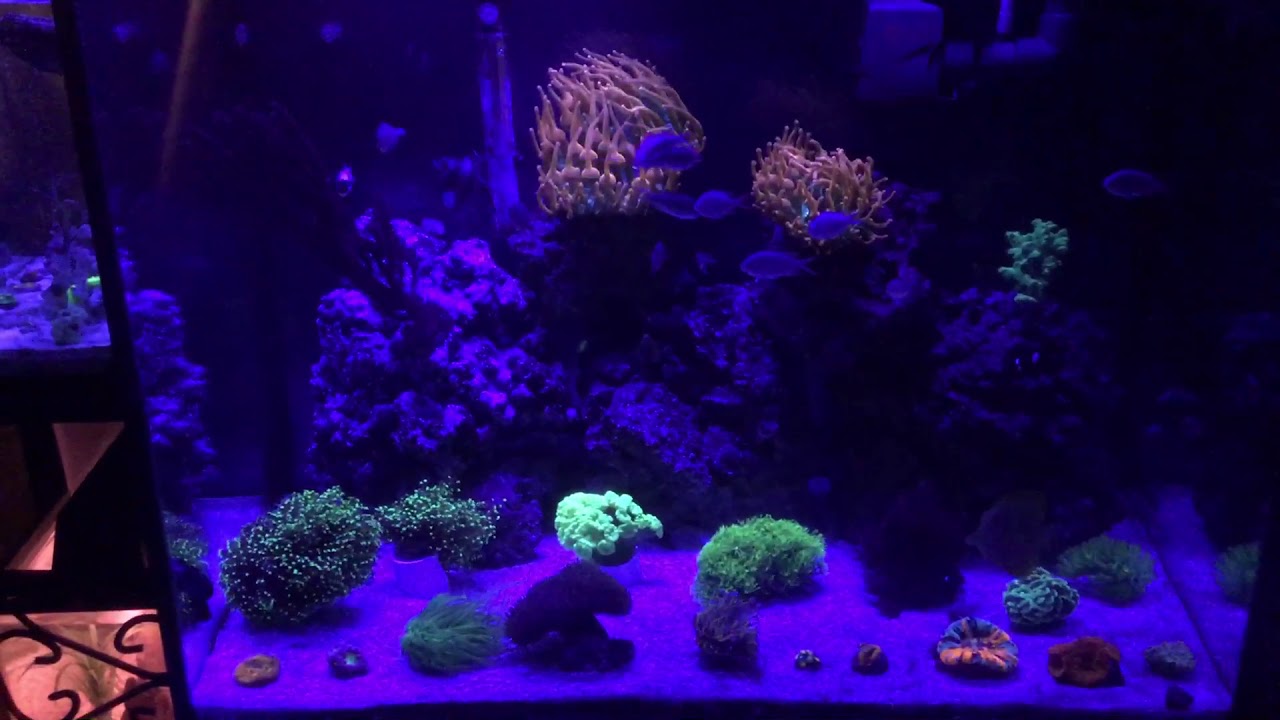 56 Gallon Reef Tank Overview!