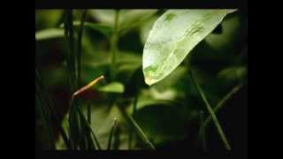 Water drop on leafe.wmv