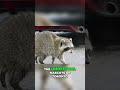 Capture de la vidéo The Secret Lives Of Toronto's Crafty Raccoons