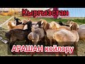 Ысык-Көл || Арашан койлору || Жылкы сатып кой алдым дейт Санжар мырза