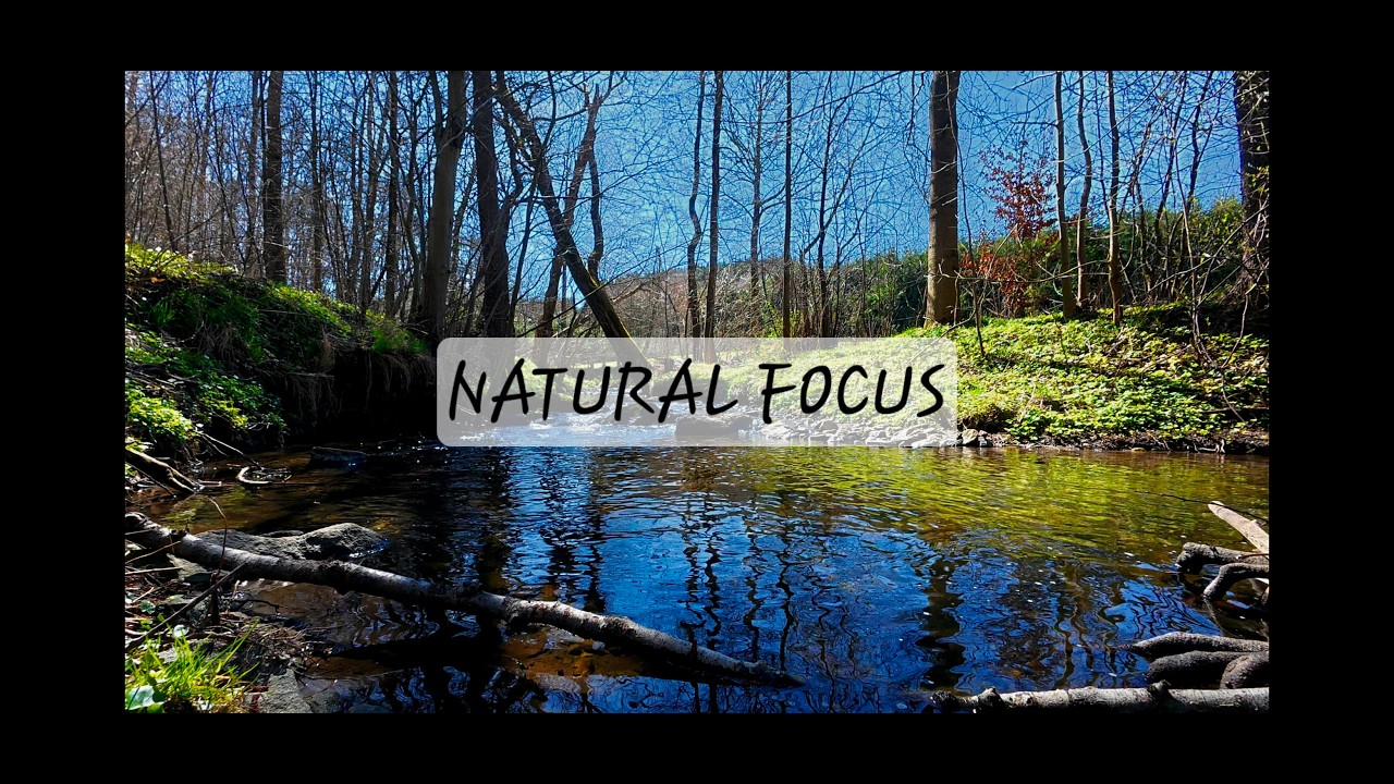 Deep Forest Creek 1HR 4K • Ambient Nature Sounds for Anxiety Relief ...