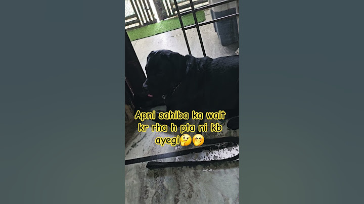 waiting for his sahiba 🤭 trending song #funnypet #comedyvideos #labrador #sahiba #shorts