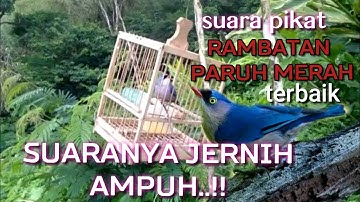 Suara Pikat Rambatan Paruh Merah Paling Dicari