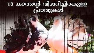 വിവിധ ഇനം ഫാന്‍ ടെയ്‌ല്‍ പ്രാവുകളെ പരിചയപ്പെടാം | Fantail Pigeons | Pigeon Breeding