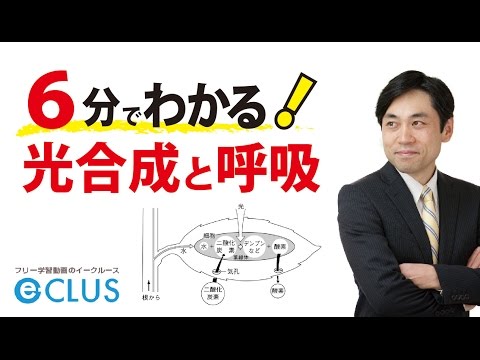 光合成と呼吸　中学理科　1年　2分野　植物の生活と種類7