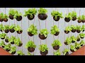 The perfect combination: Grow lettuce and coconut shells