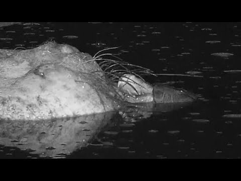 camera iphone 8 plus apk Djuma: Is Terrapin looking for eye to eye contact or mouth to mouth? - 04:07 - 07/15/19