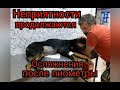 Осложнения после пиометры. Неприятности в приюте продолжаются.