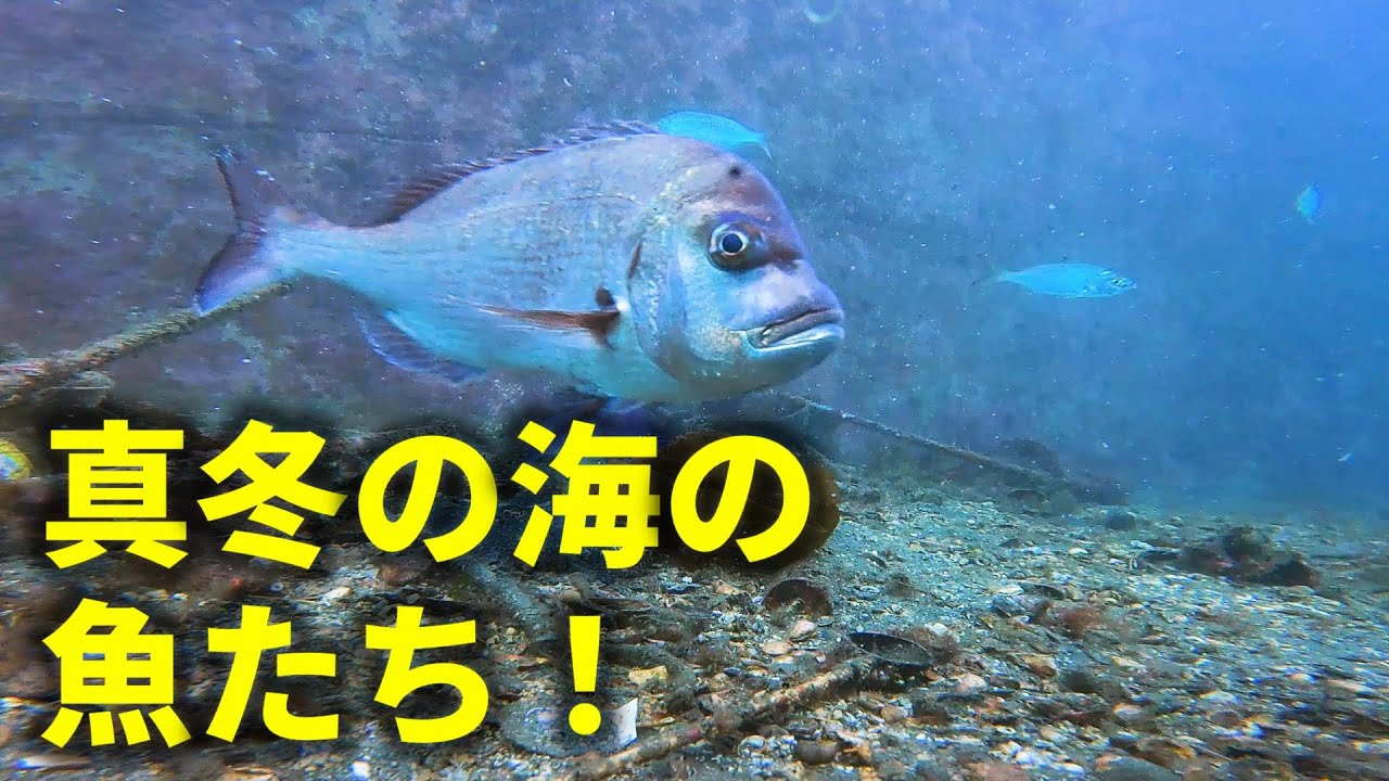 【水中動画】神奈川の人気釣り場・城ヶ島岸壁にはどんな魚がいるのか？