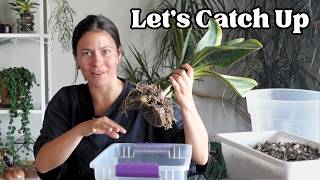 I'm Repotting 3 Plants Today (Come Along)